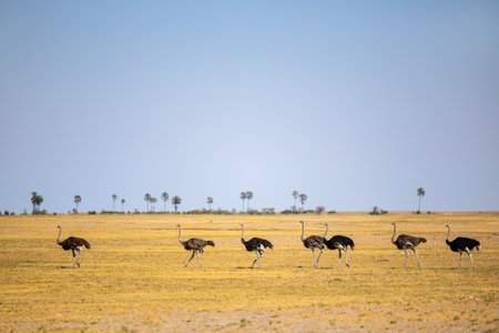 A group of ostriches walking gracefully across the golden savanna, with scattered palm trees and a clear blue sky creating a picturesque African landscape.の写真素材