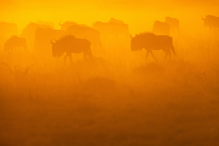 A serene scene of wildebeests walking through a golden haze during sunrise in Botswana, creating an ethereal and tranquil atmosphere.の写真素材