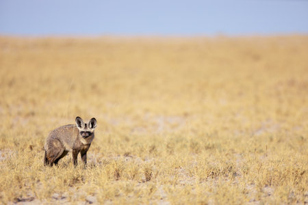 A bat-eared fox with large distinctive ears stands alert on a sunlit savanna. The golden grassland stretches into the distance under a clear blue sky.の写真素材