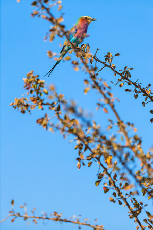 A vibrant lilac-breasted roller sits on a thin branch against a clear blue sky. Its colorful plumage contrasts beautifully with the dry, scattered foliage of the tree.の写真素材