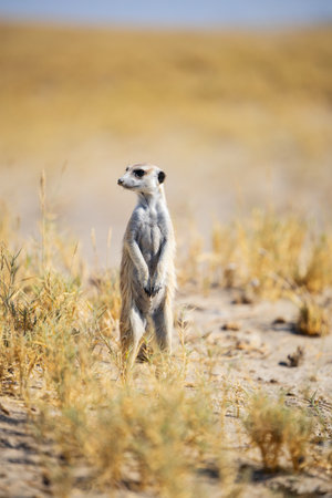 A solitary meerkat stands upright in a sandy, grassy desert, attentively scanning the surroundings under bright sunlight, showcasing its natural habitat and behavior.の写真素材
