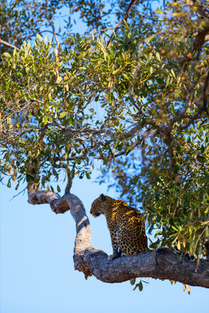 A majestic leopard sits perched high on a tree branch, scanning the horizon. Sunlight filters through the leaves, illuminating the leopard&#39;s golden, spotted coat against the blue sky.の写真素材