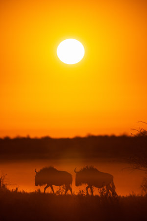 Two wildebeests walk across a grassy plain, silhouetted against the backdrop of a blazing sunriseの写真素材
