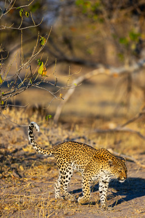 A graceful leopard moves silently across the dry African landscape, its tail curved behind as it scans the environment. Sparse branches frame the scene, enhancing the natural habitat feel.の写真素材