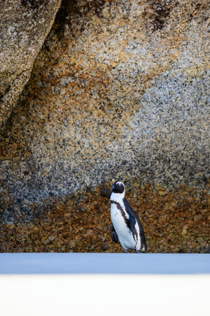 An African penguin stands near a large textured rock at Boulders Beach, Cape Town, South Africa, with smooth ground and distinct geological background.の写真素材