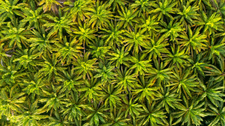 An overhead aerial view showing a symmetrical and vibrant green pattern formed by the lush, sprawling canopy of numerous palm trees.の写真素材