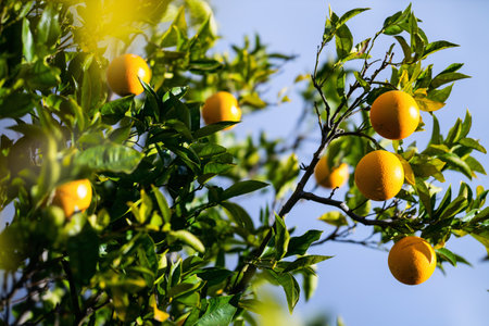 Vivid orange fruits hang from a lush green tree under bright daylight, showcasing healthy, ripe produce ready for harvestの写真素材
