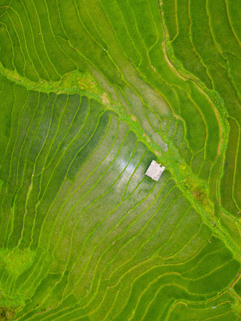 An aerial image showcases lush green rice terraces in Sapa, Vietnam, with a small hut positioned near the centerの写真素材