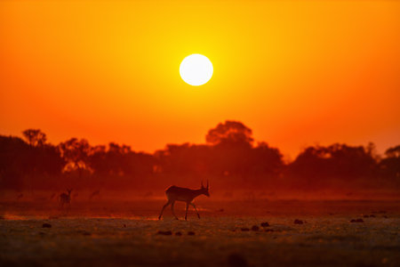 A silhouetted antelope gracefully walks across the savanna during sunset, with a fiery orange sky and trees lining the horizon in the backgroundの写真素材