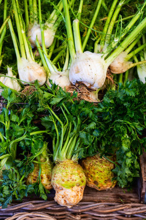A display of freshly harvested fennel bulbs with feathery green tops and celeriac roots with leafy...