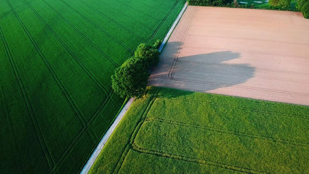 Green field aerial view with tree