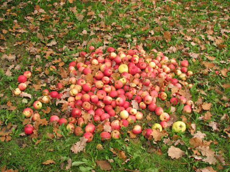 Heap of red apples in the autumn