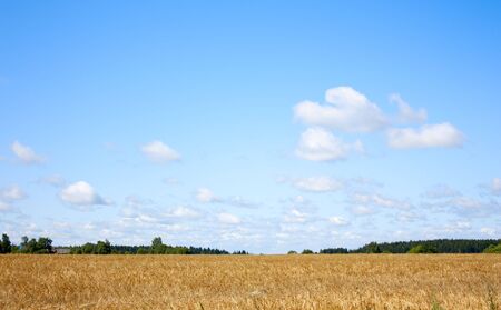 Field with ripened wheat a summer sunny dayの写真素材