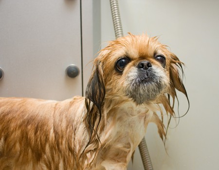 Wet Pekingese pulled snout (in focus)の写真素材