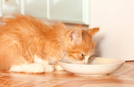 The kitten drinks from a saucer close upの写真素材