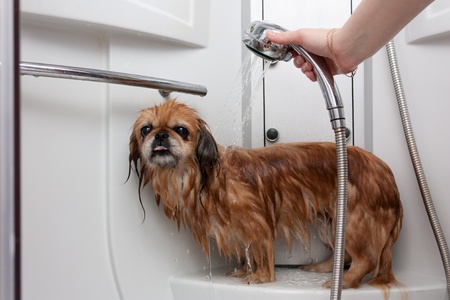 Parody Pekingese taking a shower under running waterの写真素材