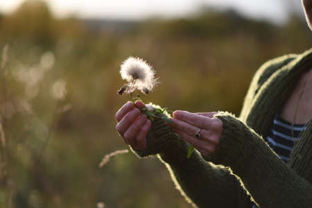a fluffy flower in your handsの写真素材