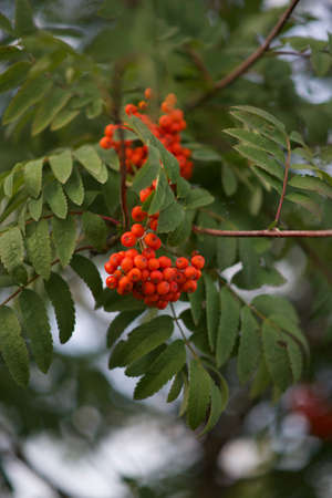 red mountain ash on a branchの写真素材