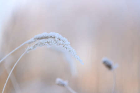 the grass was frozen and covered with frostの写真素材