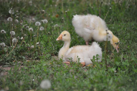 Cute ducklings in the grassの写真素材