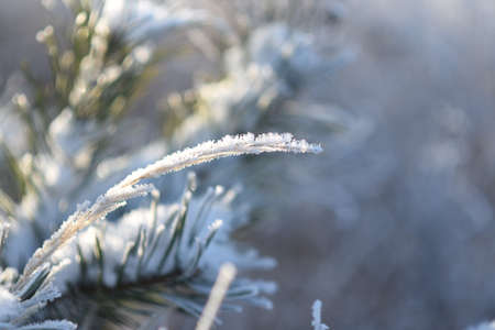 Christmas spruce tree with fresh snowの写真素材