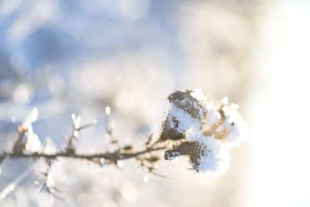 the grass was frozen and covered with frostの写真素材