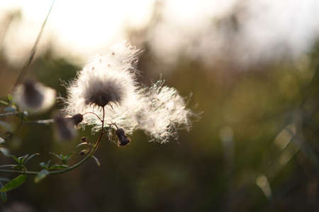 fluffy flower in a beautiful fieldの写真素材
