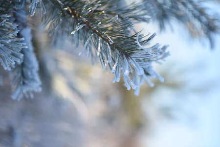 christmas tree in the snowの写真素材