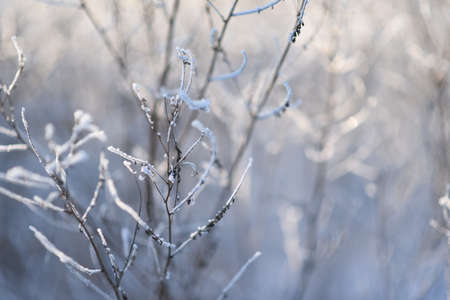 the grass was frozen and covered with frostの写真素材