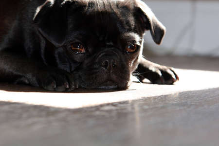 black pug dog napping in the sunの写真素材