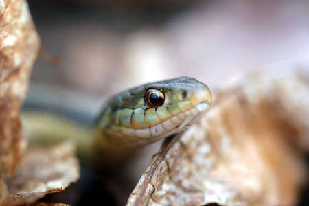  snake close upの写真素材