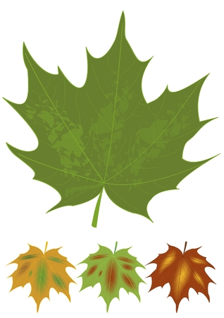 Isolated green maple leaf and multicolored autumn leaves variants. Botanical name Acer. Set of natural design elements. Canadian national symbol.のイラスト素材