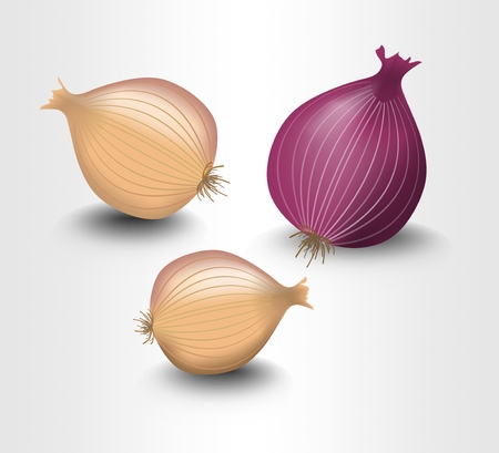 Isolated onion yellow and purple, photorealistic design with shadow, illustration on white backgroundのイラスト素材