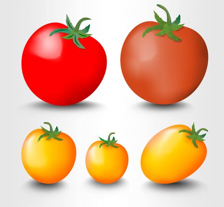 Tomato isolated, red and yellow, photorealistic vector illustration on white backgroundのイラスト素材