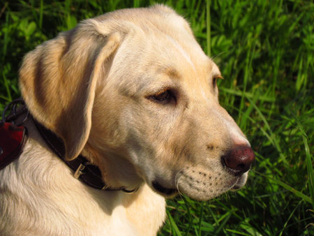 Yellow labrador retriever puppy on meadow, nice cute dog portrait