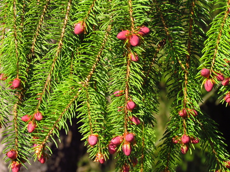 Needle spruce with red growing buds, detail of spring nature, tree vitality, natural textureの写真素材