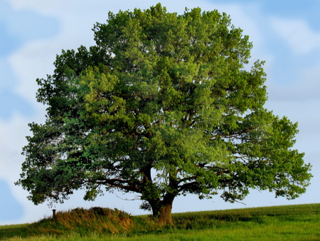 Lonely large tree on the edge of a meadow in the early eveningの写真素材
