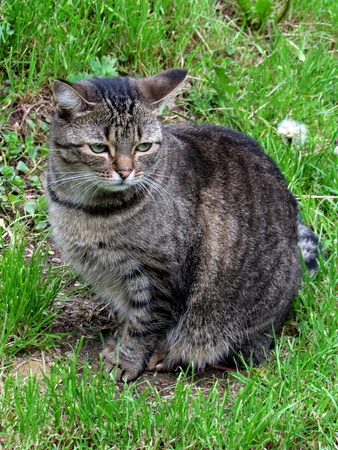 Young tabby cat sitting on summer green meadowの写真素材