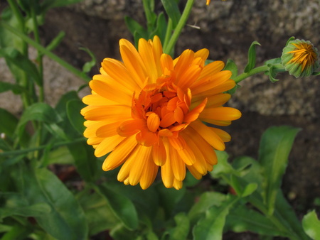 Orange calendula officinalis blossom close-up, a plant used in gastronomy and traditional medicineの写真素材