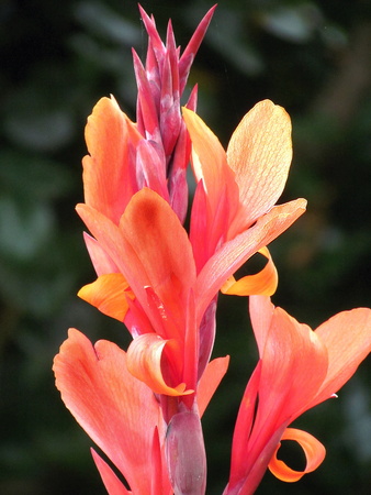 Canna lily, detail of orange blossom on dark blurry backgroundの写真素材