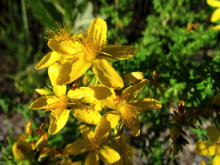 Hypericum perforatum, yellow blossom close-up, a major medicinal plant, antidepressant and antiviral-effectsの写真素材