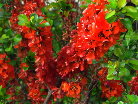 Blooming bush quince, red inflorescence, close-up of spring shrubの写真素材