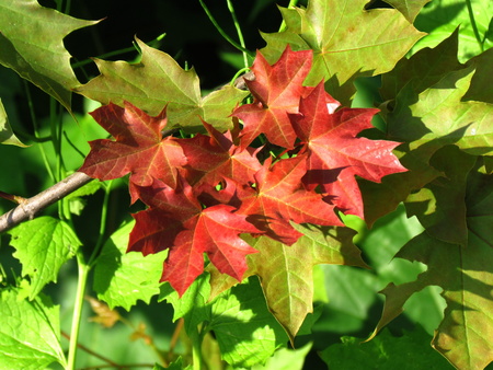 First red-colored leaves of maple contrasting with green leaves, begin of autumnの写真素材