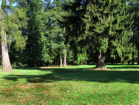 English-style forest park, natural still life in afternoon sunの写真素材