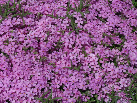 Phlox, detail of blossom,pink variant, low cover plant, detail of blossom, small rosa flowersの写真素材
