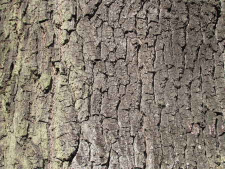Detailed texture of spruce bark, photographic backgroundの写真素材