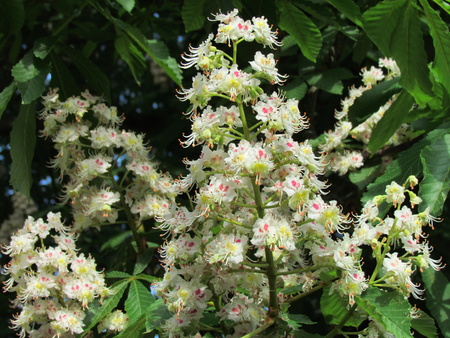 Aesculus hippocastanum flower detail, conker blossom in may, tree blooming in springの写真素材