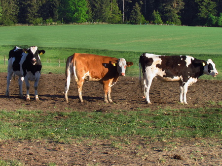 Agriculture, cattle breeding, black and white cows on the pastureの写真素材