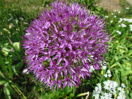 Purple flower of cultivated garden garlic, botanic name Alliumの写真素材