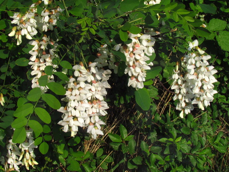Robinia acacia, white racemose inflorescence, detail of tree branchesの写真素材